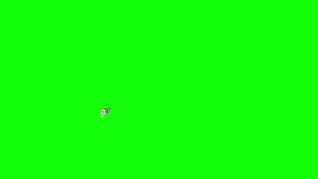 Black Caped Chickadee - North American Bird - Flying Around Loop - Realistic 3D animation isolated on chromakey background