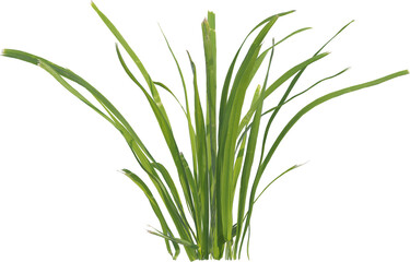 Side view of cut grass plant