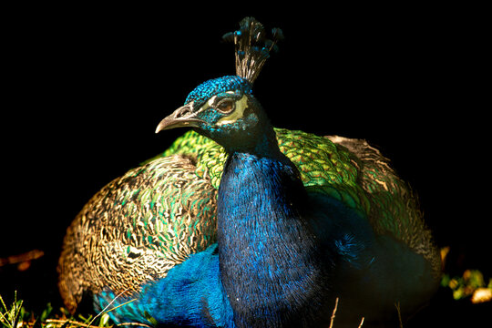 A majestic peacock strikes a proud pose, its iridescent plumage shimmering with hues of blue, green, gold, and white