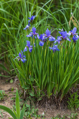 Blooming Iris - Iris in the garden, with a colorful background.