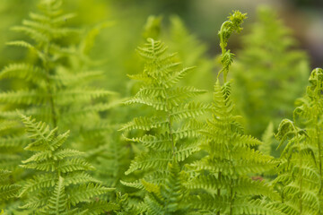 Beautiful colorful flowers in natural wild garden