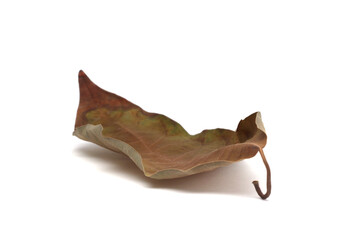 Fototapeta premium Dry autumn Leaf podium on white background. Minimal still life; .