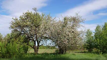 timelaps blooming of a wild apple tree. White flowers on tree in spring