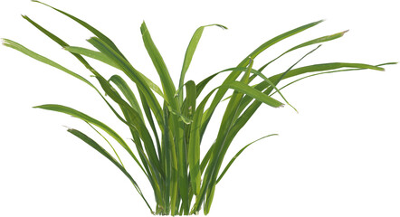 Side view of grass plant