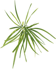 Top view of grass plant