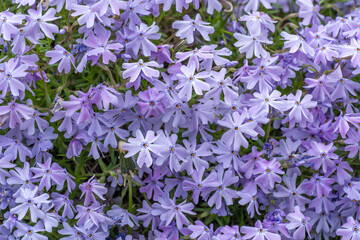 Purple phlox subulate flowers of family polemoniaceae in garden. Blooming creeping moss for...