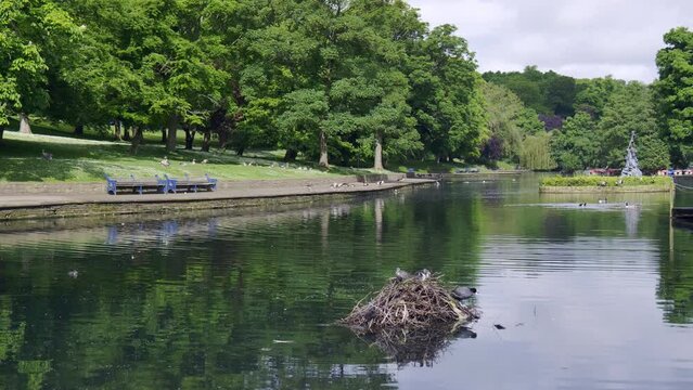 A large nest made by Coots is floating on a boating lake in the public Lister Park in Bradford, UK. The parents and chicks can be seen perched on top of the large bundle of sticks.