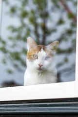 Redhaired cat looking out of the window onto the street.