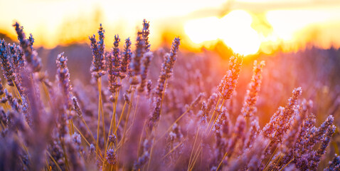 Closeup dream view of French lavender field at sunset sun rays. Sunset flowers meditation inspire macro artistic. Summer nature. Beautiful travel landscape blooming field Provence, France, Valensole
