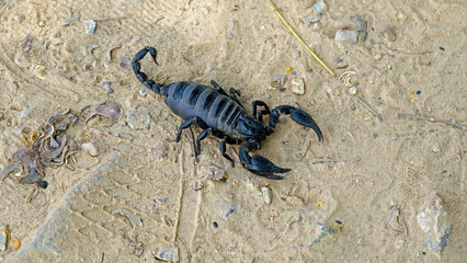 Kampot, Cambodia, giant black scorpion on walking path