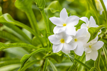Peaceful white tropical flower Frangipani over beautiful green blur lush foliage, sunny exotic garden. Tranquil nature closeup, romantic, love Plumeria. Spa, meditation inspire floral macro. Wellbeing
