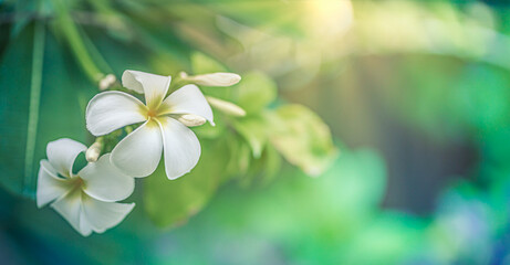 Peaceful white tropical flower Frangipani over beautiful green blur lush foliage, sunny exotic...