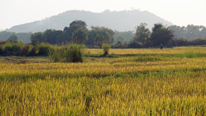 Obraz premium rice filed in siem reap