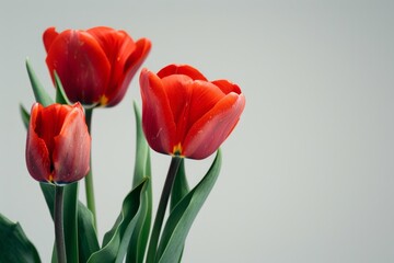 Naklejka premium Three Red Tulips in a Vase on a Table
