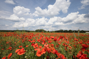 Mohn - Ecology - Beautiful summer day. Red poppy field. - Flowers Red poppies blossom on wild...