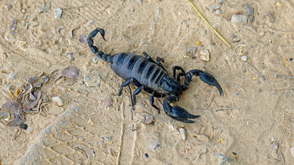Kampot, Cambodia, giant black scorpion on walking path