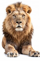 Obraz premium Close Up of a Lion on White Background