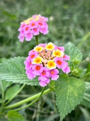 large plant on a small wild flower from Guadeloupe called lantana in a green environment
