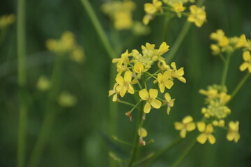 Obraz premium yellow flowers
