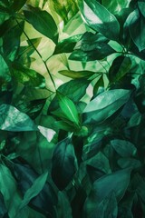 Obraz premium A close up of green leaves with a bright green background. The leaves are lush and vibrant, giving the impression of a thriving garden. Concept of freshness and vitality