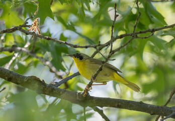a common yellowthroat sits on a branch of a tree under green leaves in spring