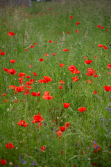 field of poppies
