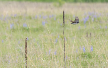 an eastern kingbird flies across the prairie on a spring day