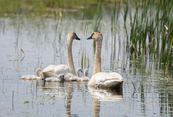 a pair of trumpeter swans swim with their cygnets on a spring day