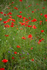 field of poppies