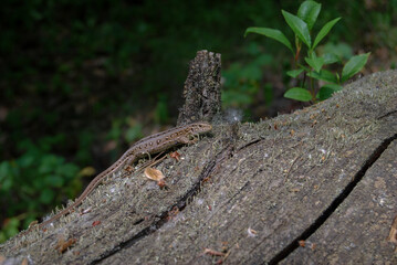 pregnant lizard on the trunk of an old fallen tree in the forest