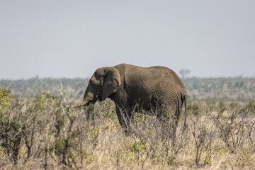 Elefante africano salvaje en la sabana de Sudáfrica: un safari de vida salvaje