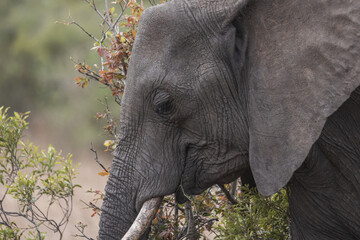 Elefante africano salvaje en la sabana de Sud&aacute;frica: un safari de vida salvaje