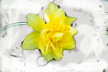 Yellow double daffodil on an abstract white and gray background.                               
