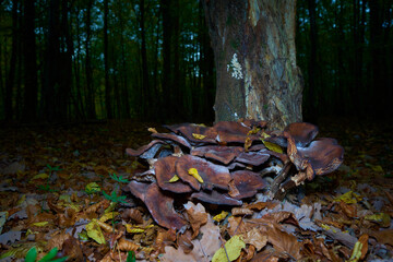 A cluster of brown mushrooms grows at the base of a tree in a forest, surrounded by fallen leaves.