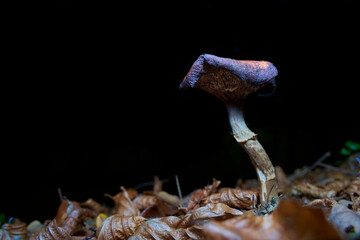 A solitary mushroom with a brown cap and white stem emerges from the dark, surrounded by dry,...