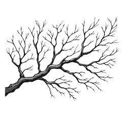 Tree brach vector silhouette on a white background
