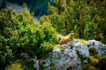 Alpine marmot (Marmota marmota) in Ordesa, Pyrenees