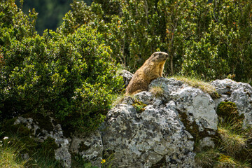 Alpine marmot (Marmota marmota) in Ordesa, Pyrenees