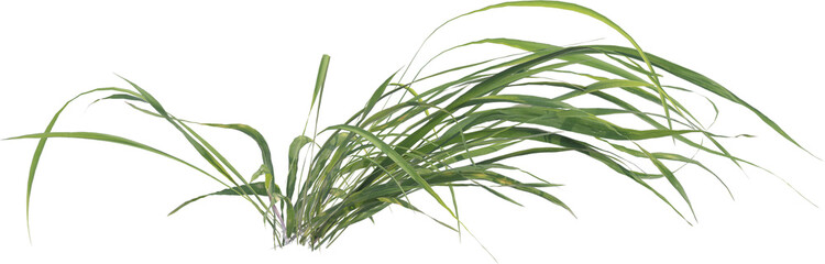 Side view of grass plant