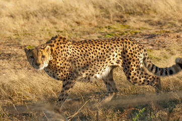 Africa, Namibia, 