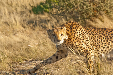 Africa, Namibia, 