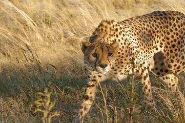 Africa, Namibia, 