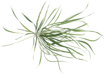 Top view of grass plant