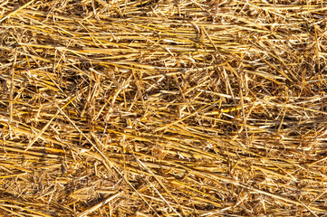 Gold under your feet: Background of freshly mown golden meadows.