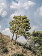 Obraz premium Southern Spanish, Andalusian landscape during the summer in the Cerro de la Higuera National Park, stone pine tree