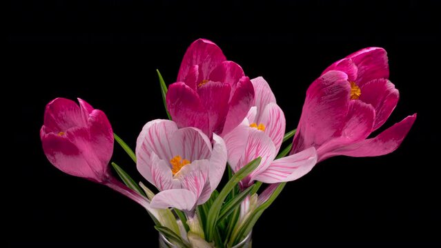 Beautiful bouquet of pink crocus and snowdrops blooming on black background. The first spring flowers. Holiday bouquet. Birthday, Easter backdrop