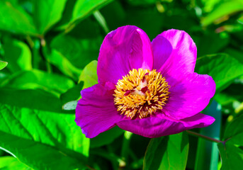 Red flower of garden tree peony, honey plant in the garden, Ukraine