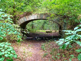 green tree branch in spring season