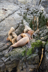 Beagle Channel, Ushuaia