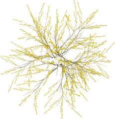 Top view of Forsythia plant